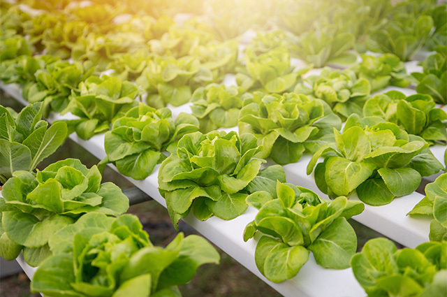 Featured Image For Hydroponic Farm Financing